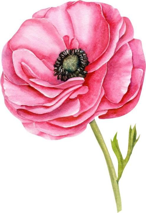 Produktbild Trenddeko XXL roter Mohn (69 x 100 cm)