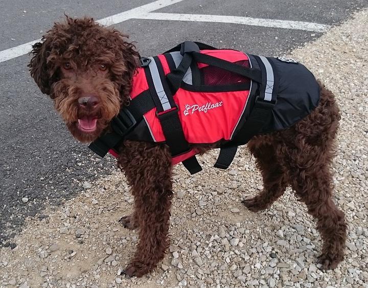 Produktbild Crewsaver Schwimmweste Hunde Petfloat (M, Hundeschwimmweste)