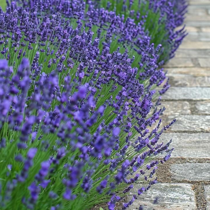 Immagine prodotto Plant in a Box Lavandula angustifolia - set di 6 piante di lavanda (10 cm)