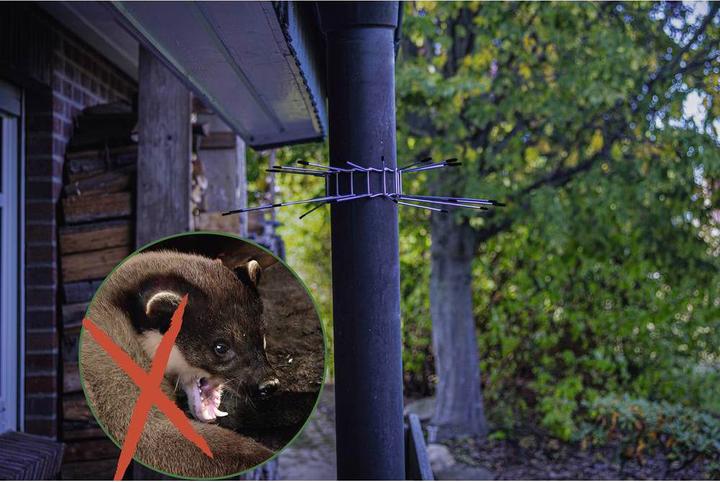 Actual product image Gardigo Marten repellent belt