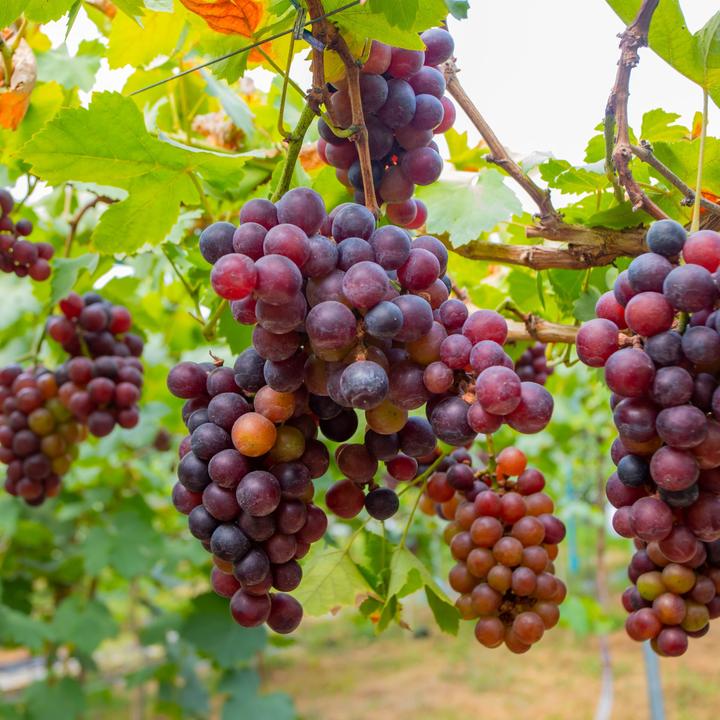 Produktbild Plant in a Box Vitis vinifera 'Cabernet franc', 'pinot gris', 'Chardonnay' - 3er Set Traubenpflanzen (25 cm)