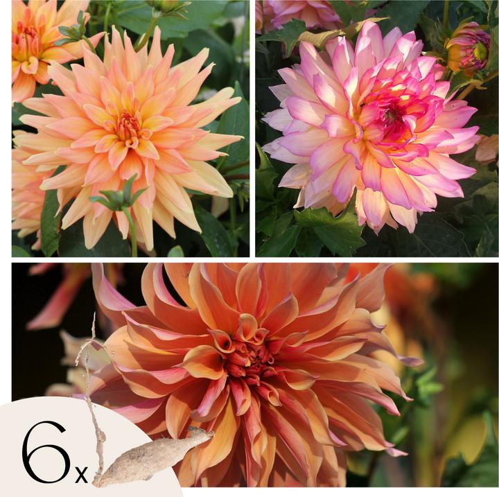 Produktbild Plant in a Box Dahlia Labyrinth, Dahlia Labyrint Twotone - 6er Mischung Dahlien (10 cm)