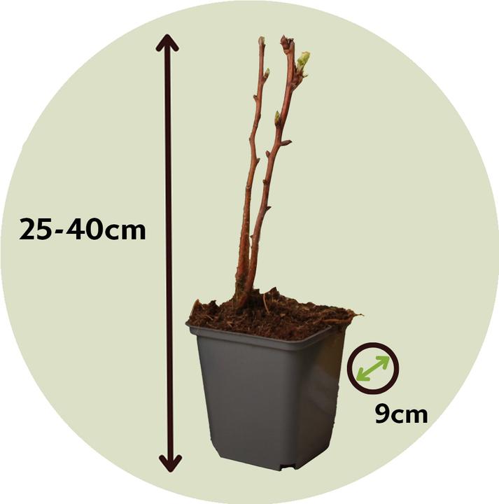 Actual product image Plant in a Box Rubus idaeus 'Fallgold' - set of 6 raspberry plants (25 cm)