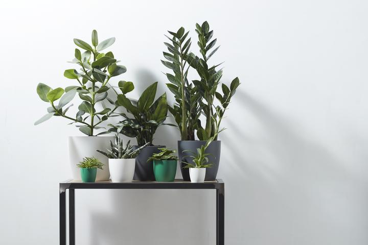 Produktbild Elho Brussels (13.50 cm)