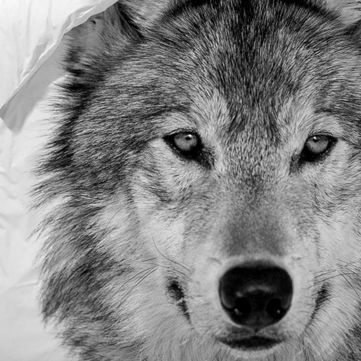 Produktbild Traumschlaf Wolf (Bettwäsche Set, 135x200 cm + 80x80 cm)