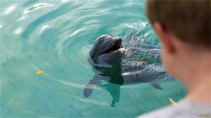Produktbild Echo, der Delphin - Eine Freundschaft fürs Leben (DVD) (DVD, 2019, Deutsch, Englisch)