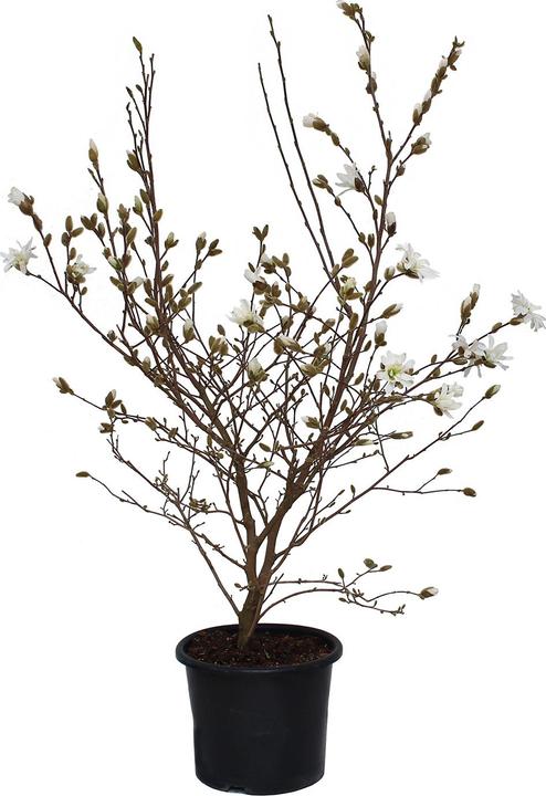 Produktbild Zulauf Stern-Magnolie / Magnolia stellata (125 cm)