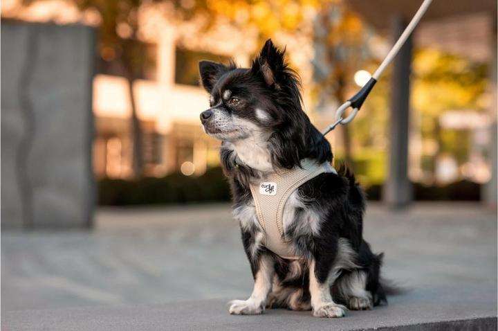 Produktbild Curli Vest Air-Mesh (XXS, Hund, Allgemein)