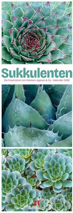 Produktbild Sukkulenten Triplet-Kalender 2026 (24 x 66 cm, Deutsch)