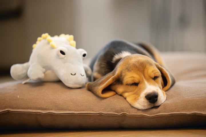 Immagine prodotto Beeztees Cucciolo di dinosauro Vince Dog Toy (Cane di peluche)