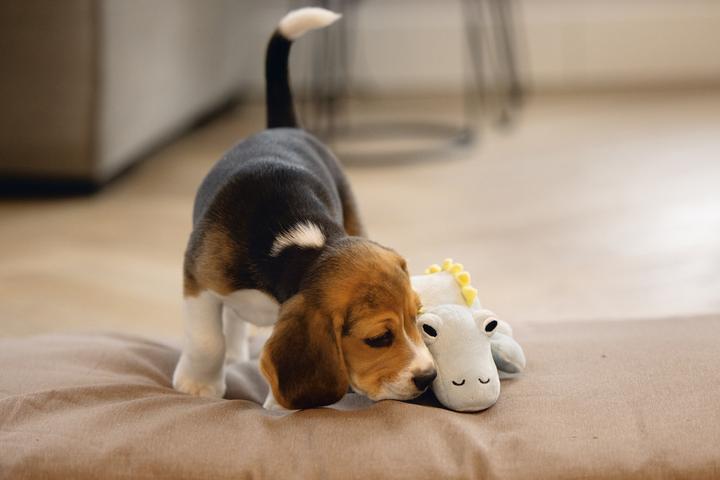 Immagine prodotto Beeztees Cucciolo di dinosauro Vince Dog Toy (Cane di peluche)