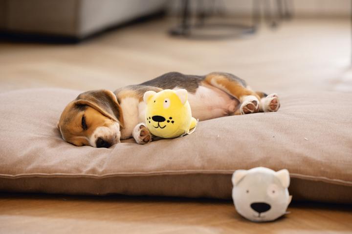 Immagine prodotto Beeztees Cucciolo (Cane di peluche)