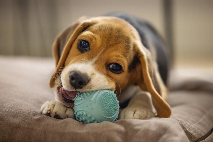 Immagine prodotto Beeztees Palla dentale per cuccioli (Gioco da masticare per cani)
