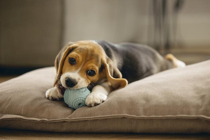 Immagine prodotto Beeztees Palla dentale per cuccioli (Gioco da masticare per cani)