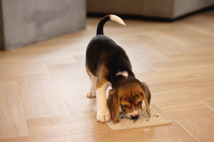Immagine prodotto Beeztees Diza (Giochi per cuccioli)