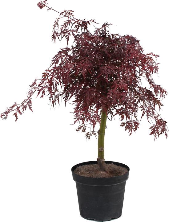 Produktbild Zulauf Japanischer Fächer-Ahorn / Acer palmatum 'Garnet' (90 cm)