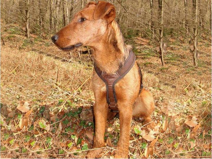 Produktbild Niggeloh Hundeführgeschirr Follow Light (XXS, Hund, Allgemein)