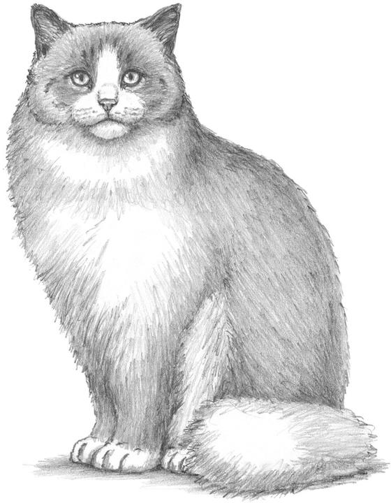 Produktbild Die Kunst des Zeichnens für Kinder - Ich zeichne Katzen