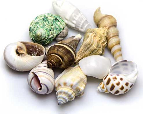 Produktbild Hobby Aquariumdekoration Schneckenhäuser Sea Shells Set M 10 Stück (sonstige Gegenstände)