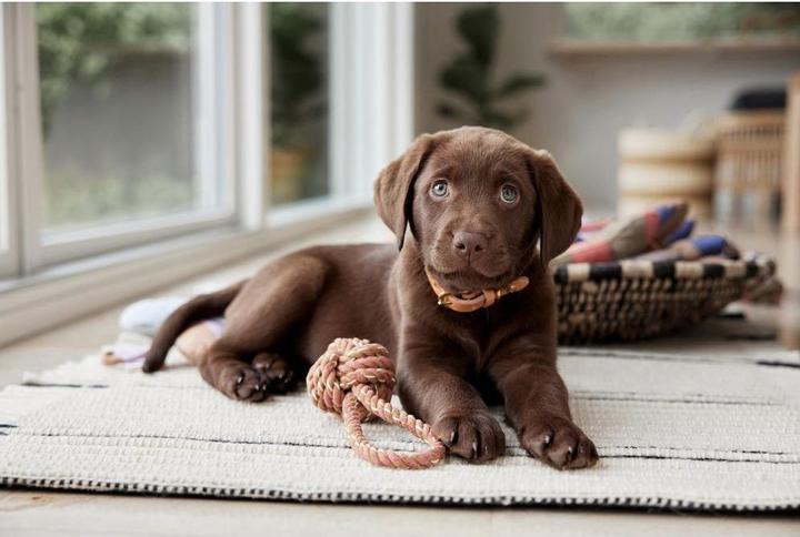 Image du produit Oyoy Jouet à corde Otto, Mellow (Jouet à mâcher pour chien)