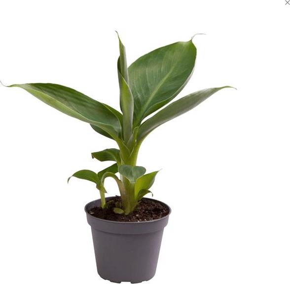 Plantlovers Musa Dwarf Cavendish (Echte Banane) (15 cm, Animal friendly)