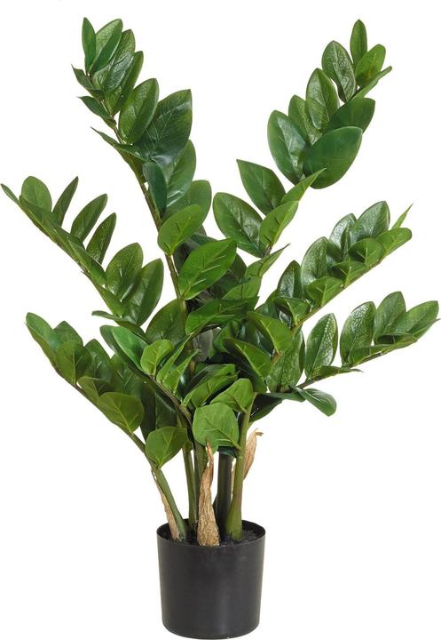 Botanic-Haus Zamiculcas (70 cm)