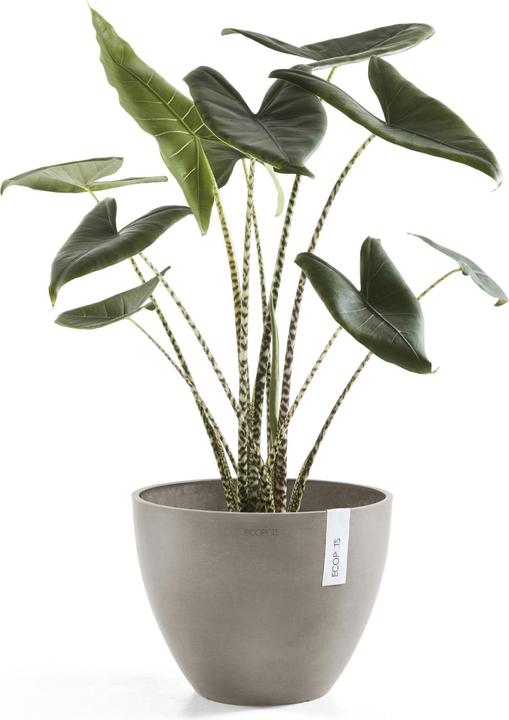 Produktbild Ecopots Antwerp (30 cm)