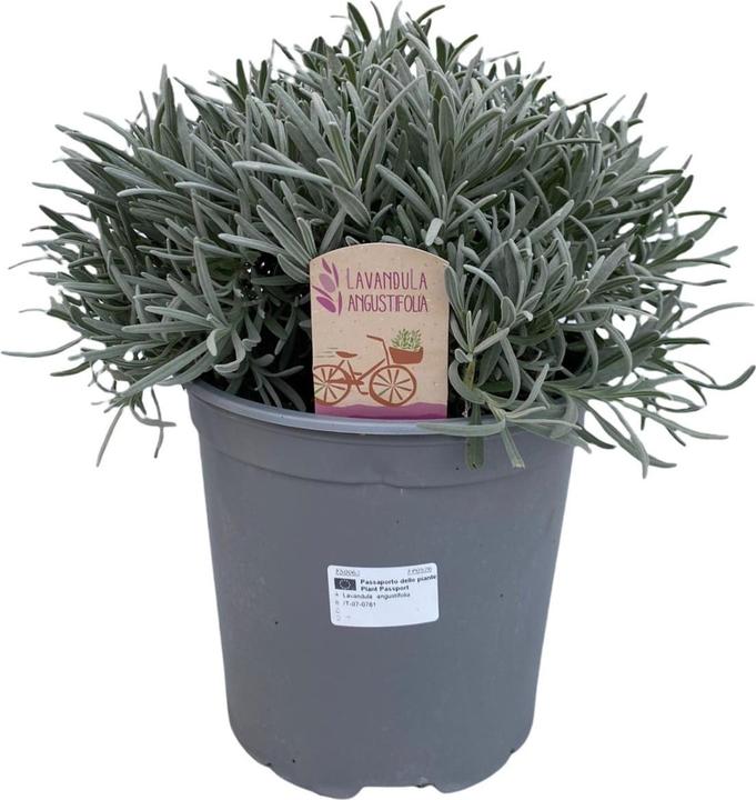 Produktbild Plantlovers Lavandula Angustifolia (Echter Lavendel) 14er Topf (25 cm, Tierfreundlich)