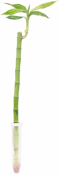 Produktbild Flowerbox Glücksbambus "Lucky Bamboo" - Dracaena Sanderiana (50 cm)