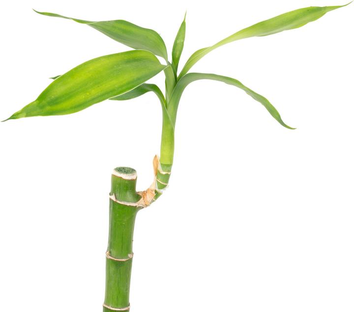 Produktbild Flowerbox Glücksbambus "Lucky Bamboo" - Dracaena Sanderiana (50 cm)
