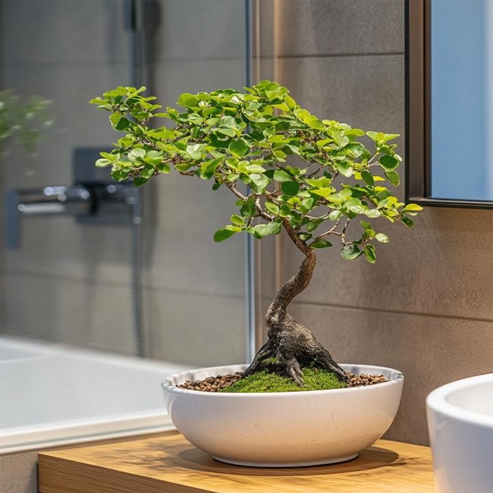 Actual product image Plant in a Box Zelkova serrata - Bonsaibaume (25 cm)