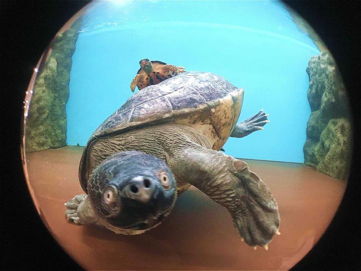 Produktbild Kenko Real Pro 180° Fisheye