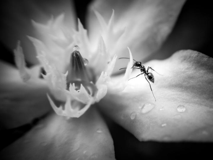 Immagine prodotto Kenko Real Pro 0.65x Wide/Macro