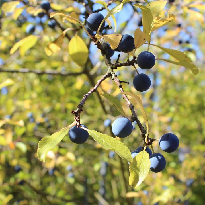 Produktbild Zulauf Schwarzdorn / Prunus spinosa (50 cm)