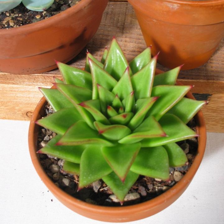 Produktbild Kakteen Gautschi Echeverien (15 cm)