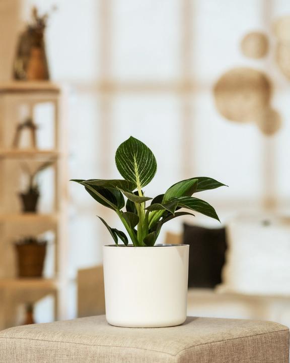 Actual product image feey Philodendron Birkin 'White Measure' (30 cm, Freshly repotted)