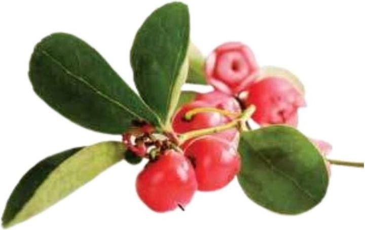 Immagine prodotto Officinalis Dalla Grana Officinalis Artiglio Rosso 90% Bustina (CLONE) (CLONE) (1 x, 250 ml, 250 g)