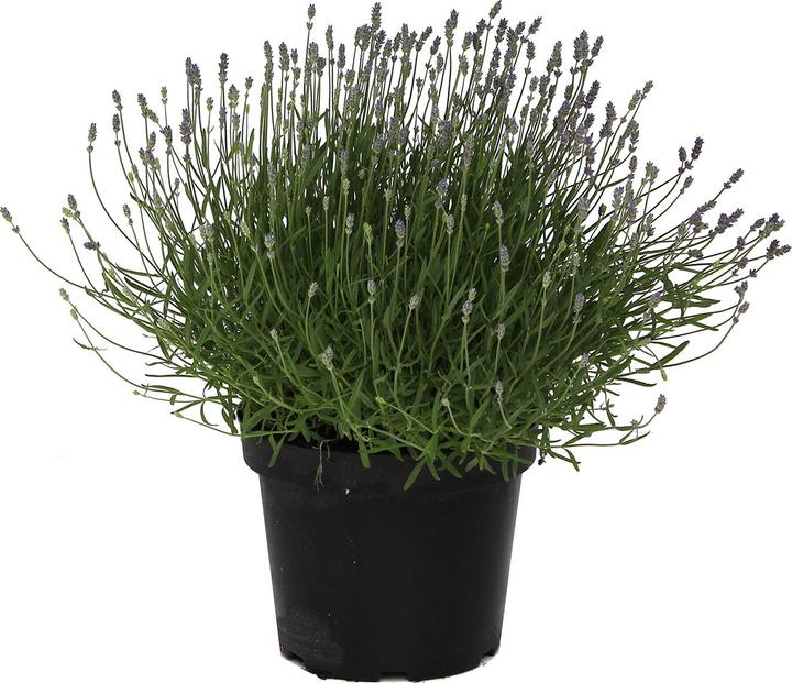 Image du produit Zulauf Lavendel / Lavandula angust. 'Hidcote' (30 cm)