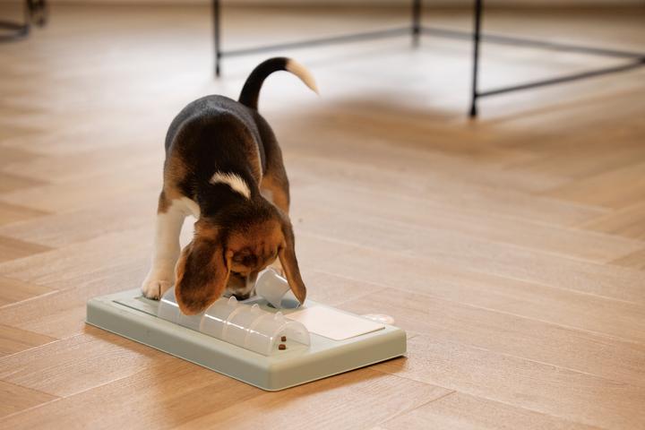 Immagine prodotto Beeztees Reef (Intelligenza cane toy)