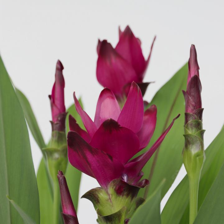 Produktbild Plant in a Box Curcuma alismatifolia - Kurkuma (80 cm)