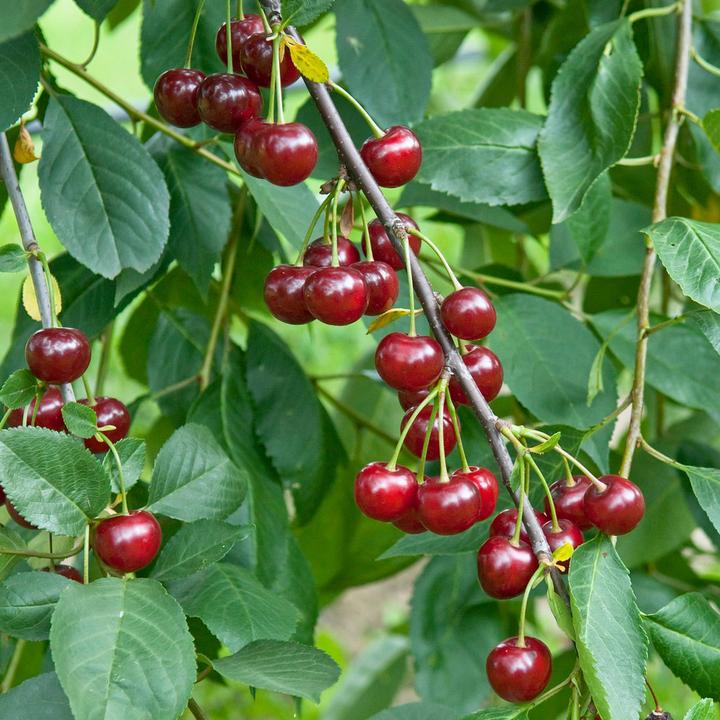 Produktbild Zulauf Zwerg-Kirsche / Prunus 'Gimli' (50 cm)