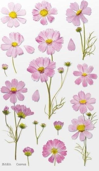 Image du produit Appree Dekorative Blumenaufkleber - Aster