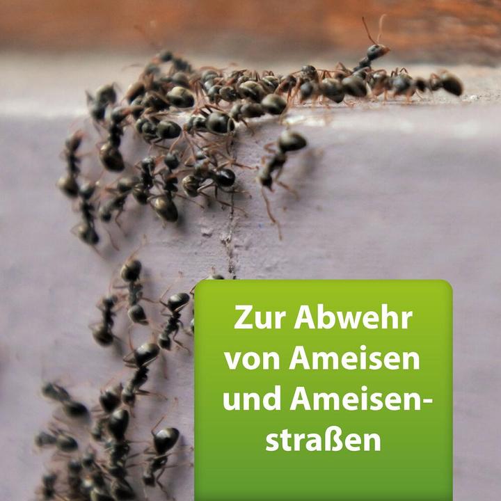 Produktbild Ardap Repell Ameisen-Spray 400 ml (400 ml)