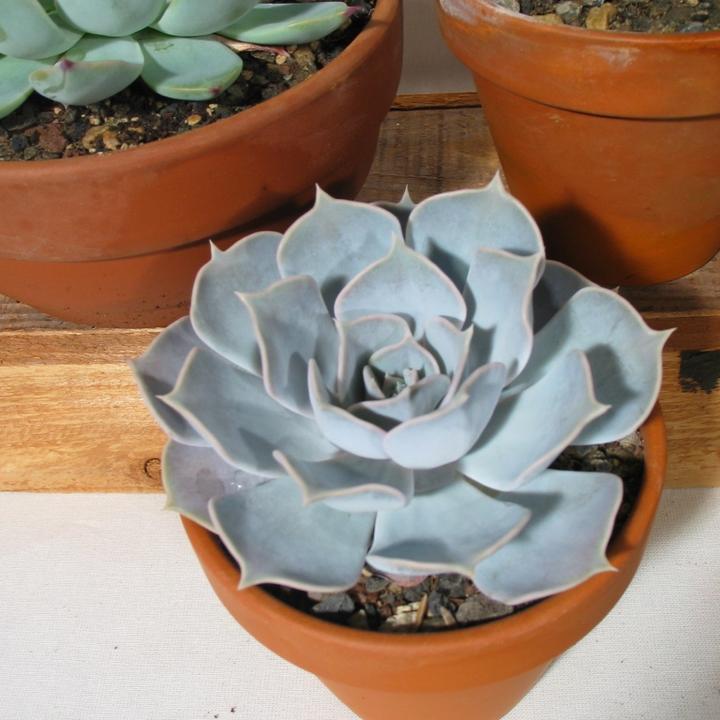 Produktbild Kakteen Gautschi Echeverien (15 cm)