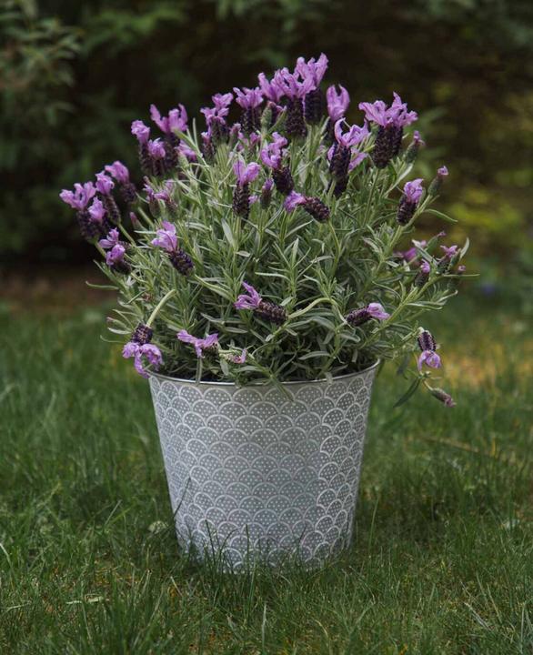Immagine prodotto Esmée Vaso da fiori / fioriera Orient, lamiera (20 cm)