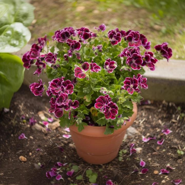 Produktbild Plant in a Box Pelargonium ‘Orange Fizz’, 'Pink Capitatum', 'Lizzy' - 6er-Set Anti-Moskito-Pflanze (15 cm)