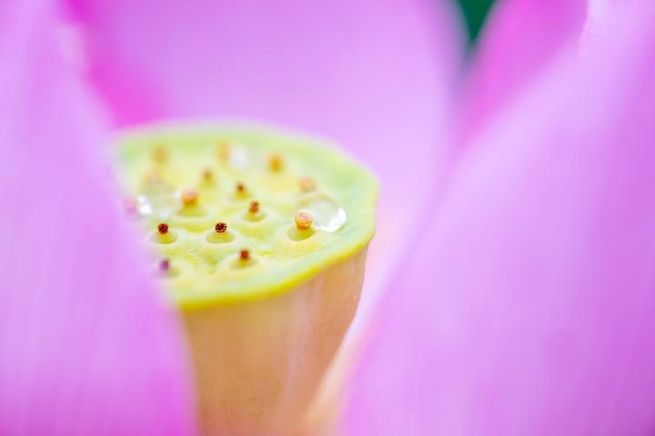 Image du produit Tamron 90mm F/2.8 Di III VC VXD Macro Nikon Z (Nikon Z, Plein format)