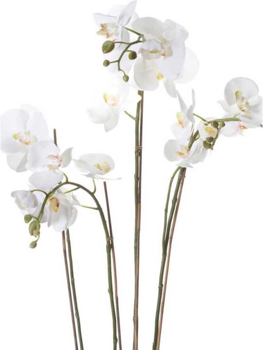 Productafbeelding Emerald Branislava (90 cm)