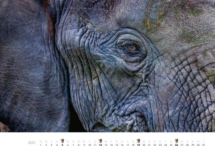 Actual product image Elefanten Kalender 2026 (Hardcover, German)