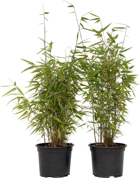Plant in a Box Fargesia nitida 'Red Dragon' - 4er Set Roter Drachenbambus (60 cm)